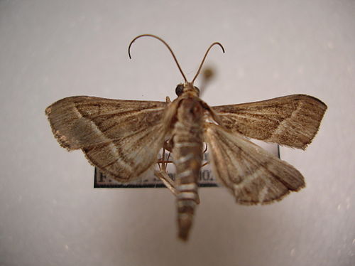 Omiodes continuatalis